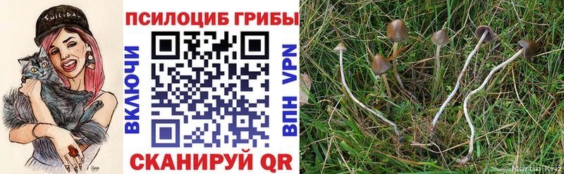 Псилоцибиновые грибы Psilocybine cubensis  Купить  Краснообск 